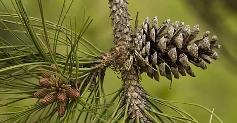 French pine bud extract (สารสกัดจากสนฝรั่งเศส)